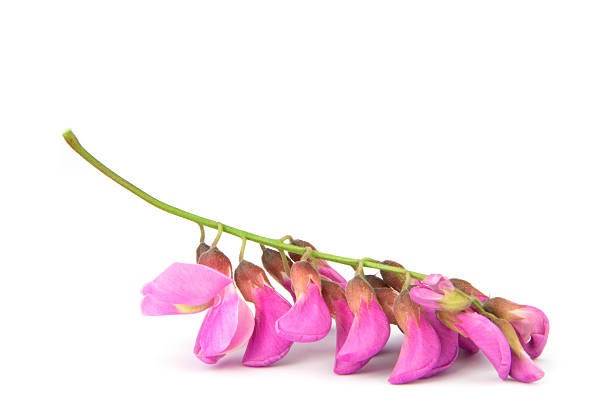 istock purple sophora flower 491869023