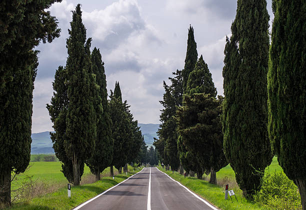 Tarmac  road in Tuscany stock photo