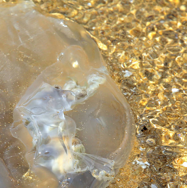 istock Jellyfish in sea 491869103