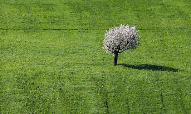 Loneliness stock photo