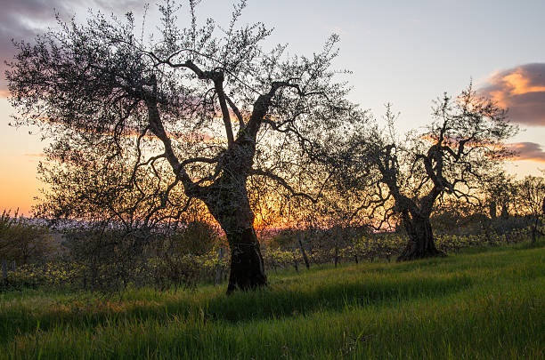 Olive Trees stock photo