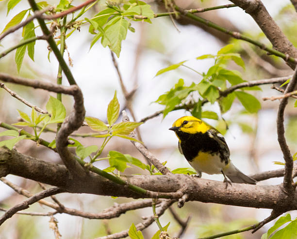istock Black Throated Green Warbler 491870281