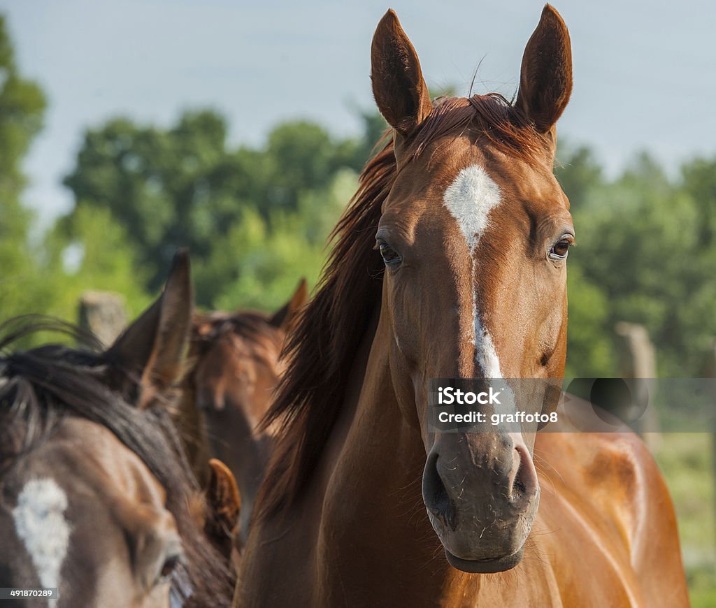 Caballo - Foto de stock de Caballo - Familia del caballo libre de derechos