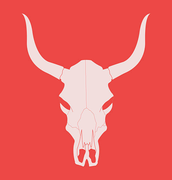 ilustrações, clipart, desenhos animados e ícones de wild west vaca caveira com chifres. giz - bull texas longhorn cattle horned white