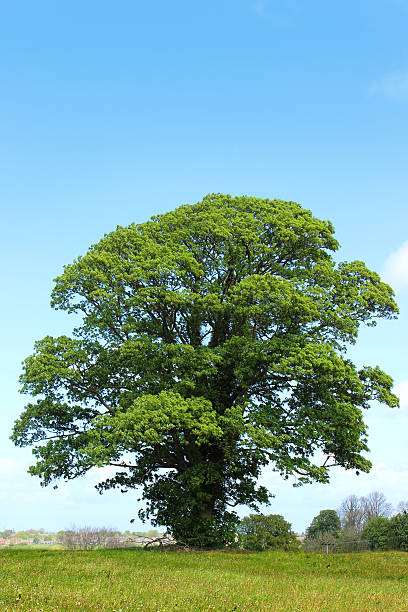 istock Sycamore tree (acer pseudoplatanus) growing in field with blue sky 491870575