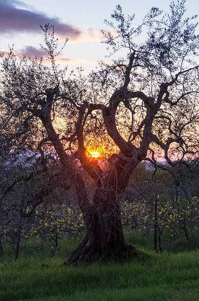 Olive Tree stock photo