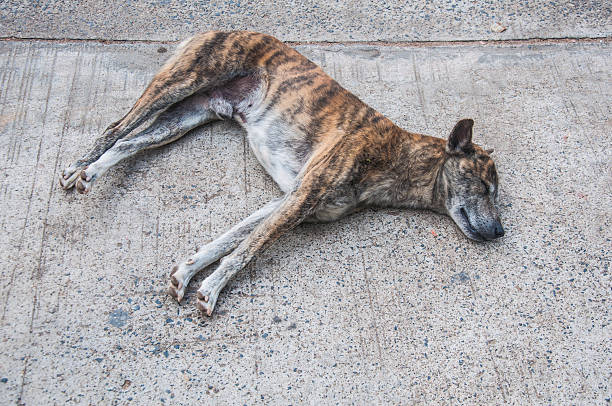 istock Thai dog sleeping on the cement floor 491871316