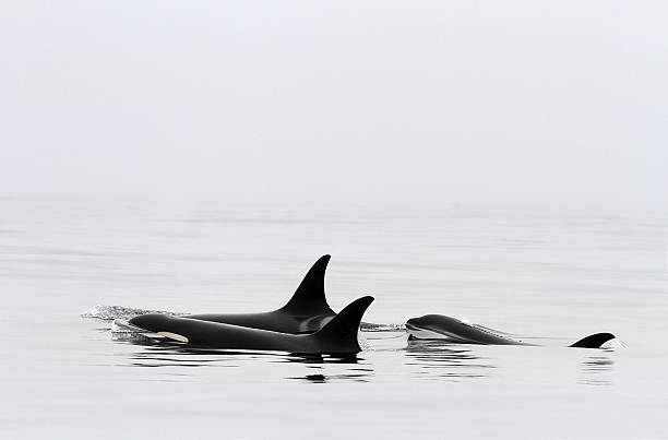istock Orcas in the fog 491871437