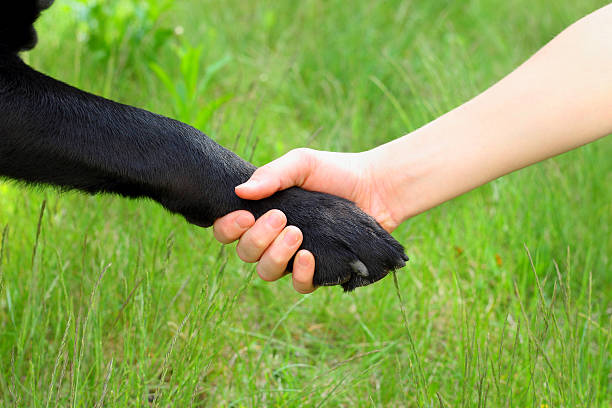 istock dog paw child's hand friendship 491871639