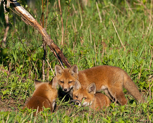 istock Alert foxes in the wild 491871883