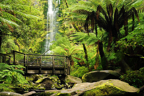 gran mar-erskine falls road - rainforest waterfall australia forest fotografías e imágenes de stock