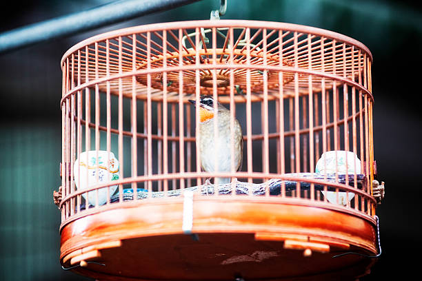 istock Siberian Rubythroat bird in Chinese cage 491872025