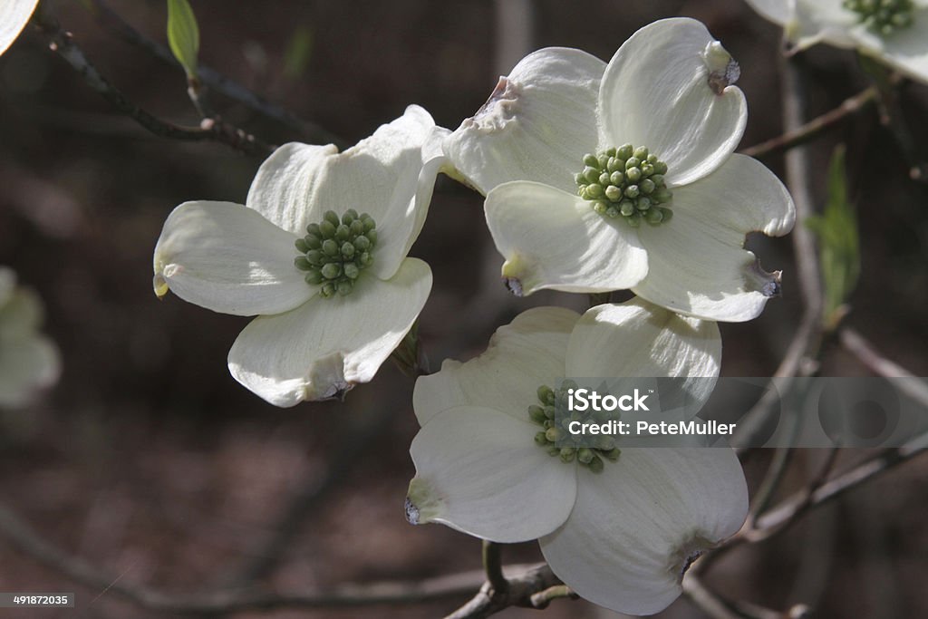 Dogwoods - Lizenzfrei Asiatische Kultur Stock-Foto