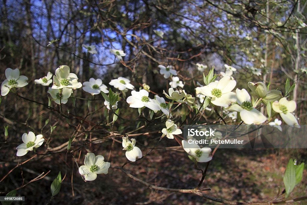 Legni can dogwoods - Foto stock royalty-free di Accanto