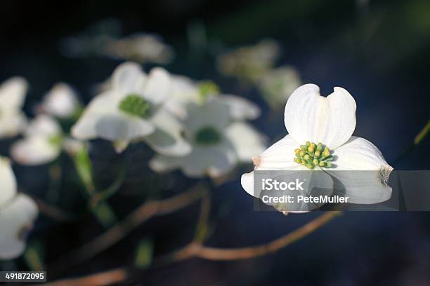 Foto de Dogwoods e mais fotos de stock de Ao lado - Ao lado, Branco, Cabeça da flor