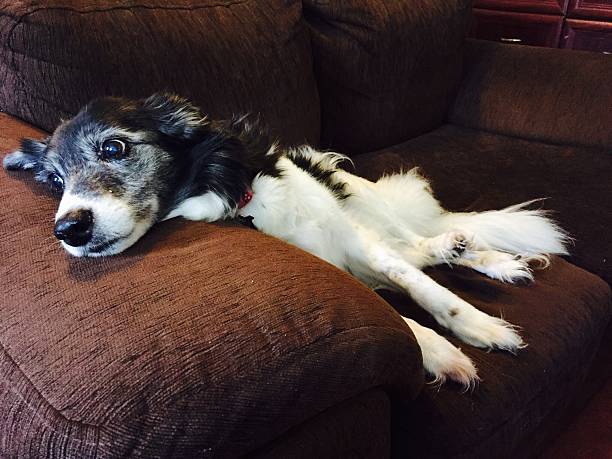 istock Border Collie lying on sofa day dreaming 491872362