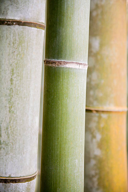 istock Sites of Japan 491872523