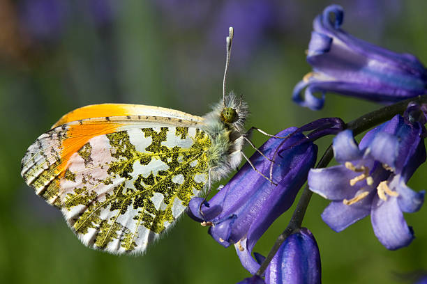 Male Orange Tip Butterfly (Anthocharis cardamines) on a Bluebell Male Orange Tip Butterfly (Anthocharis cardamines) on a Bluebell anthocharis cardamines stock pictures, royalty-free photos & images