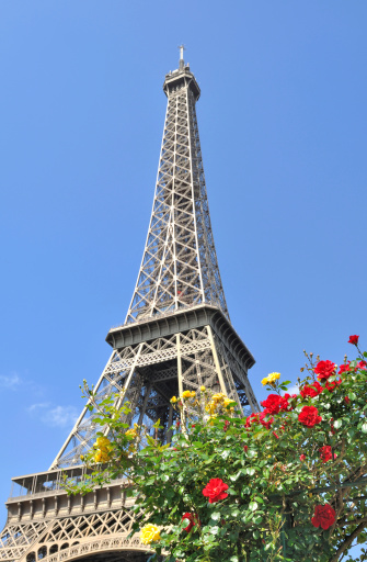 red and yellow rose at the foot of the Eiffel everything on blue sky