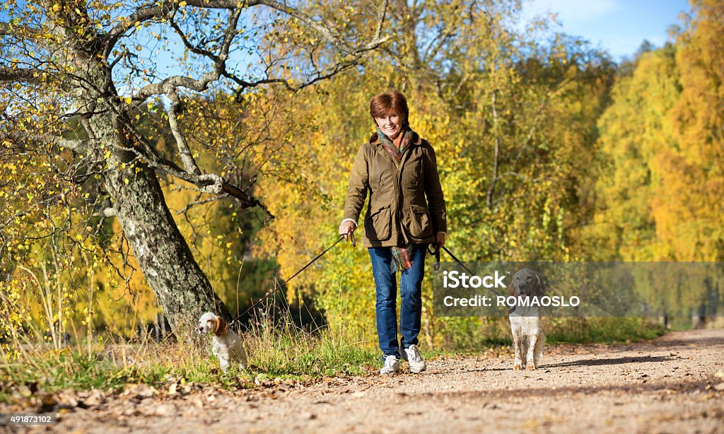 Woman walking her two Two English Setter dogs, Oslo Norway Woman walking her two Two English Setter dogs, Bogstad Oslo Norway Dog Stock Photo