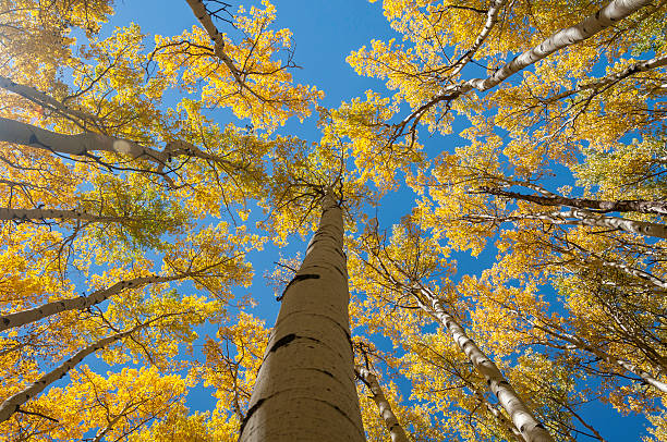 istock Vibrant Yellow Aspen Against Clear Blue Sky 491873822