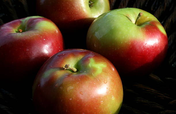맥킨토시 사과들 - macintosh apples 이미지 뉴스 사진 이미지