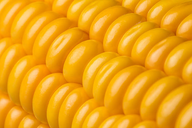 istock Abstract detail of corn. 491874832
