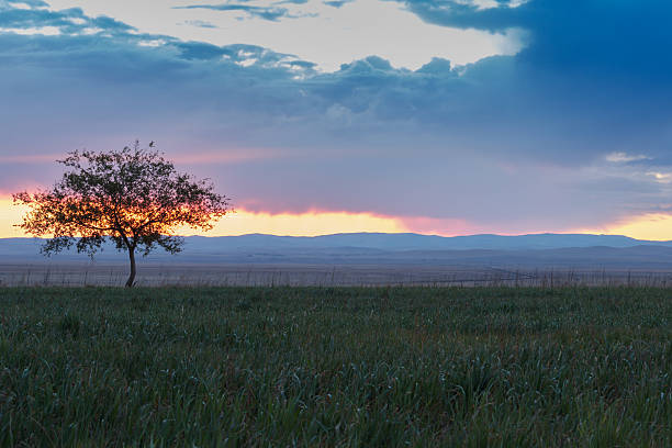 istock Lonely tree at sunrise in a meadow 491876754