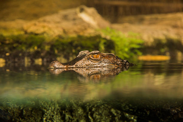 alligator - scarcity water people land zdjęcia i obrazy z banku zdjęć