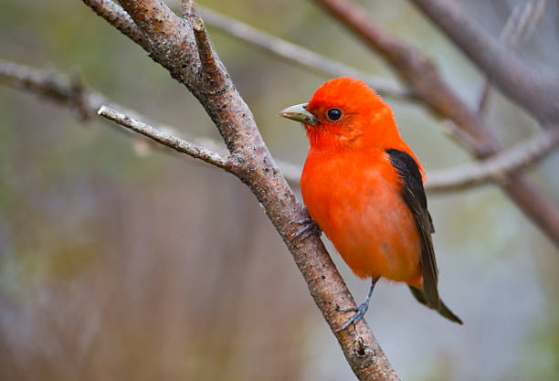 istock Scarlet Tanager bird during spring migration in the forest 491888758