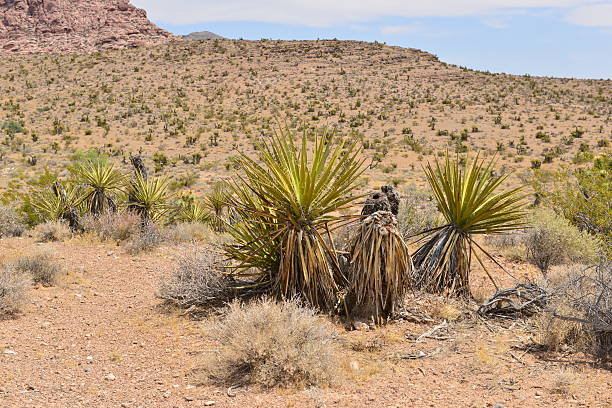 istock Cactus at Red Rock Canyon 491889050