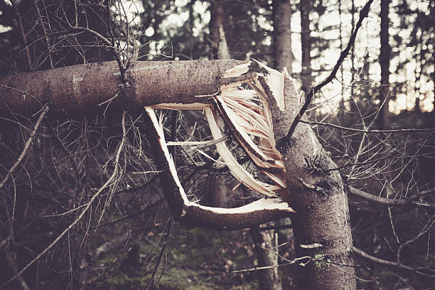 tormenta de árboles rotos - tree broken branch dividing fotografías e imágenes de stock