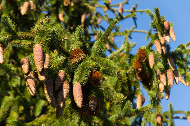 istock European spruce, Picea abies 491889062
