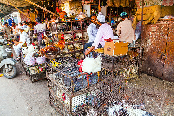 Delhi, India - October 15, 2012: Indian men sell their chicken  and cocks in the shade at the weekly big market near Jama Mashid on October 10, 2012 in New Delhi, India.