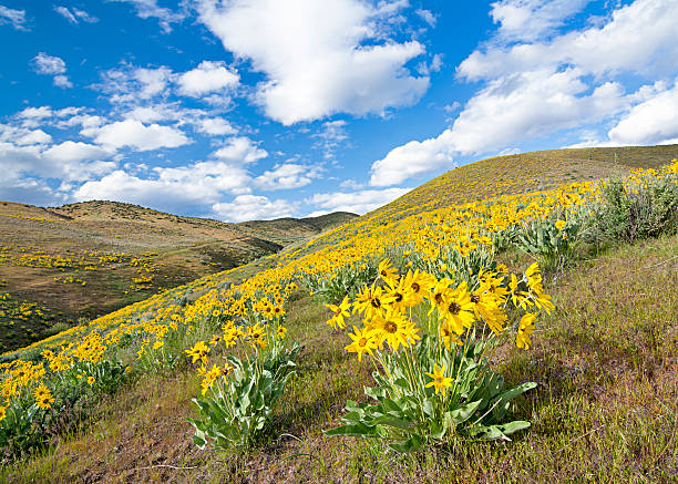 istock Spring flowers cover a hillside with yellow 491891095