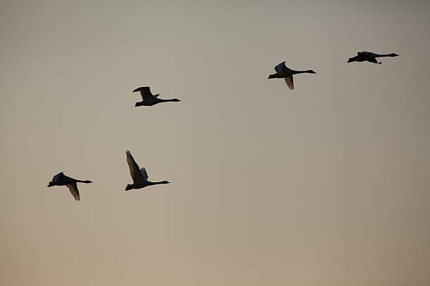 istock Swan of the sunset 491891215