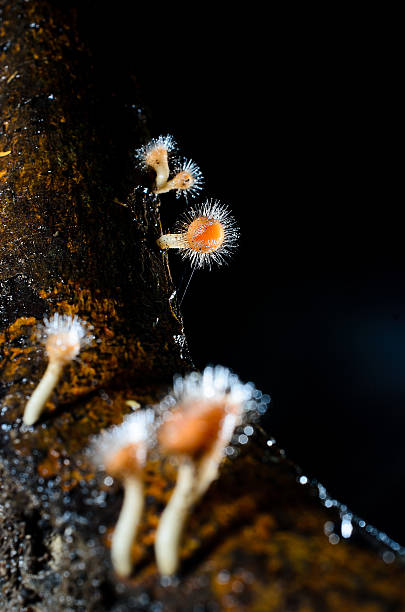 istock Tarzetta Rosea Dennis, champagne mushroom with selective focus o 491891720