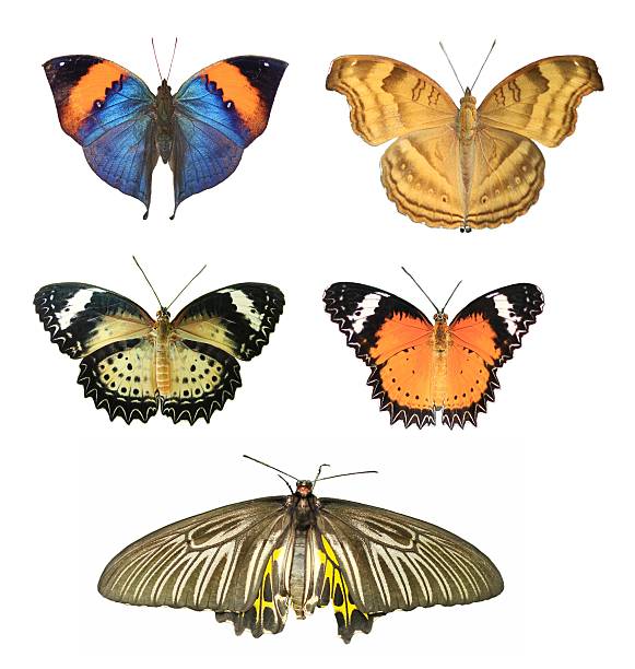 istock Collection of butterflies 491892071