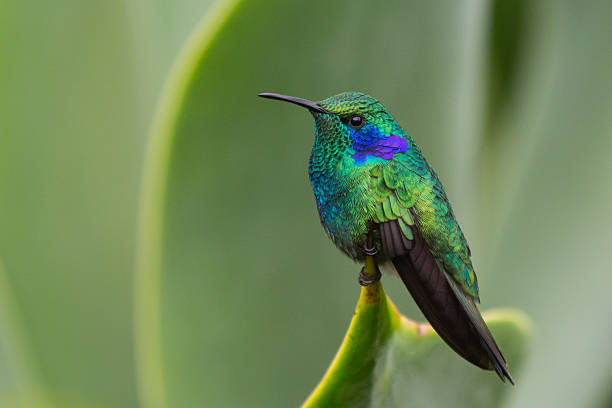 istock Green Violet-ear Hummingbird 491892389
