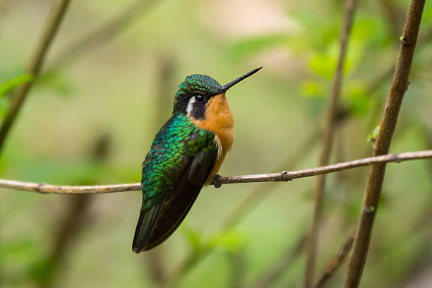 istock Purple-throated Mountain-gem female Hummingbird perching 491892395