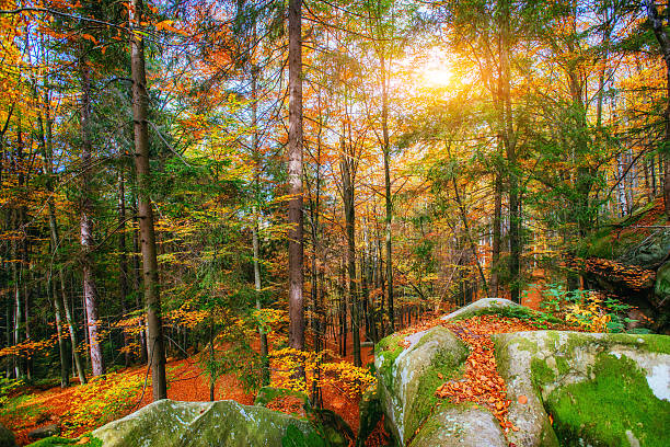 istock Forest Road in the autumn. Autumn Landscape. 491892982