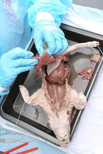 istock Medical student in physiology class dissecting a fetal pig 491893075
