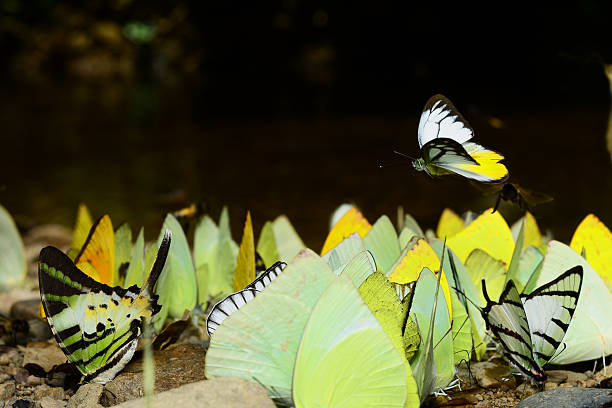 istock Butterfly, Phetchburi Thailand 491893515