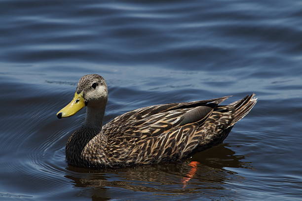 mottled duck - gevlekte eend stockfoto's en -beelden