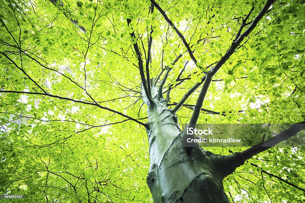 Primavera albero e foglie verdi-ricerca - Foto stock royalty-free di Albero