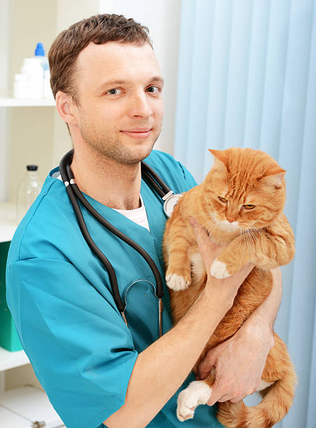 istock vet and a beautiful British cat 491893837