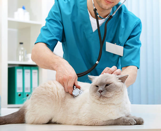 veterinario y gato - examining medicine healthcare and medicine beauty in nature fotografías e imágenes de stock