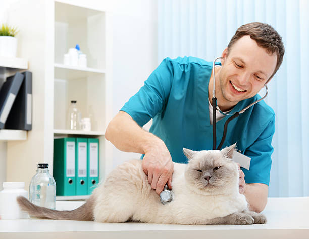 veterinario y un hermoso gato británico - examining medicine healthcare and medicine beauty in nature fotografías e imágenes de stock