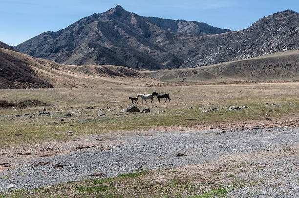 istock horse foal mountain steppe 491894357