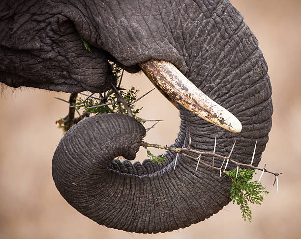 istock Elephant trunk and ivory tusks 491894581
